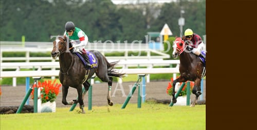 エピファネイア2013菊花賞優勝記念プレミアム写真集 | サラブレッドアート