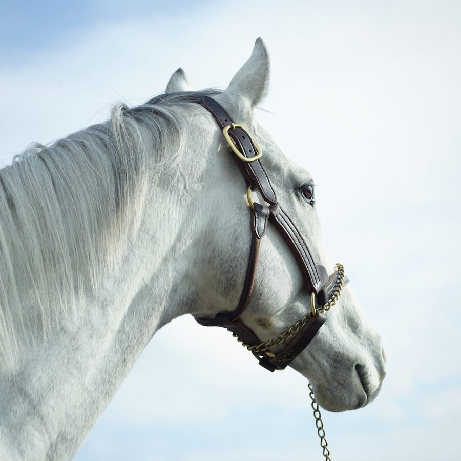 美しい馬の写真集 ゴールドシップ サラブレッドアート